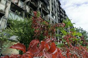 fresco natural flores contra a fundo do destruído queimado casas dentro Ucrânia foto