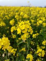 olhando às a campo, isto é Como E se uma amarelo tapete tem fui espalhar através a horizonte. dentro a terra do a amarelo rei do mostarda flores, a colheita campo é zumbido com a cantarolar do abelhas colecionar ho foto