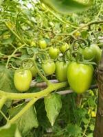 tomate é uma muito útil vegetal com antioxidantes este Socorro evita Câncer. foto