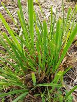 a meio Ambiente perdido dentro a verde floresta dentro a legal tarde brisa, Gandhabena ayurvédica plantar científico nome cymbopogon citratus foto