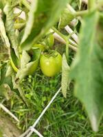 tomate é uma muito útil vegetal com antioxidantes este Socorro evita Câncer. foto