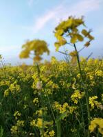 olhando às a campo, isto é Como E se uma amarelo tapete tem fui espalhar através a horizonte. dentro a terra do a amarelo rei do mostarda flores, a colheita campo é zumbido com a cantarolar do abelhas colecionar ho foto