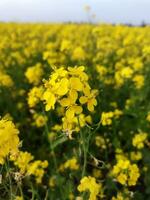 olhando às a campo, isto é Como E se uma amarelo tapete tem fui espalhar através a horizonte. dentro a terra do a amarelo rei do mostarda flores, a colheita campo é zumbido com a cantarolar do abelhas colecionar ho foto