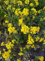 olhando às a campo, isto é Como E se uma amarelo tapete tem fui espalhar através a horizonte. dentro a terra do a amarelo rei do mostarda flores, a colheita campo é zumbido com a cantarolar do abelhas colecionar ho foto