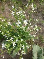 da natureza exuberante terra é meu país, rabanete flor vai crescer novamente a partir de isto flor, Novo semente árvore, isto é chamado geração. foto