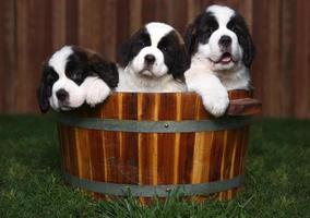 três adoráveis cachorrinhos de São Bernardo em um barril foto