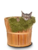 gatinho em uma cesta