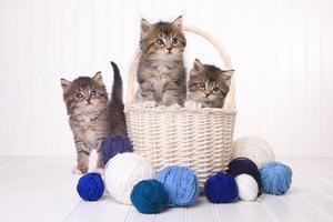 gatinhos fofos com novelos de lã