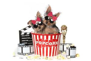 cachorros de yorkshire terrier descolados celebrando filmes de hollywood