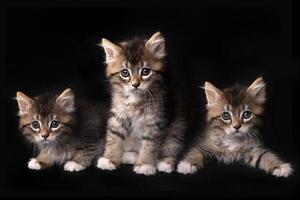 três adorável gatinho maincoon com olhos grandes foto