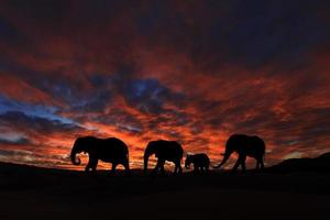 bela silhueta de elefantes africanos ao pôr do sol foto