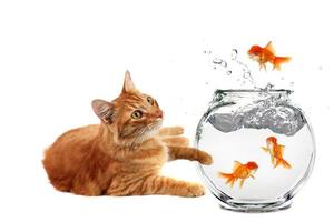 gato relaxando e vendo um peixe dourado escapar de seu aquário foto