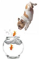 cachorrinho seguindo saltando em um peixinho dourado em um aquário foto