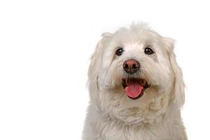 cachorro feliz e saudável foto