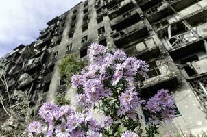 fresco natural flores contra a fundo do destruído queimado casas dentro Ucrânia foto