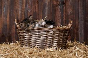 gatinho fofo com palha em um celeiro foto