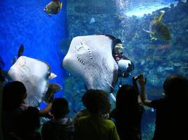 raios em um aquário gigante com crianças assistindo