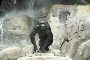 chimpanzé nas rochas foto