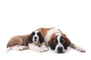 dois cachorrinhos de São Bernardo que amam juntos em um fundo branco