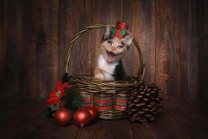 gatinho de chita com tema de natal em fundo de madeira foto