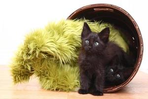gatinhos curiosos dentro de uma cesta em branco