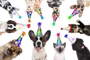 animais de estimação isolados usando chapéus de aniversário para uma festa foto