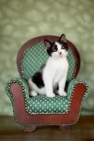 gatinho sentado em uma cadeira foto