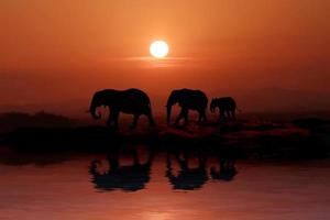 bela silhueta de elefantes africanos ao pôr do sol
