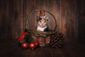 gatinho de chita com tema de natal em fundo de madeira foto