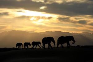 adorável família de cinco elefantes africanos ao pôr do sol foto