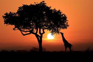 grandes girafas da África do Sul ao pôr do sol na África foto