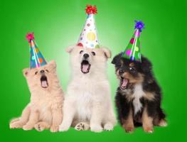 cachorrinhos de aniversário cantando foto