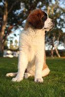 cachorrinho de raça pura de São Bernardo fofo foto