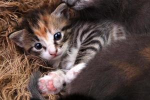 gatinho deitado em uma cesta com irmãos foto