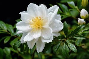 ai gerado lindo branco peônia flor com pingos de chuva em pétalas, lindo branco flor dentro a jardim, ai gerado foto