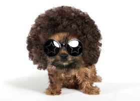 cachorro yorkshire terrier usando um afro e óculos de sol foto