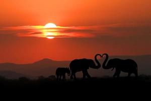 bela silhueta de elefantes africanos ao pôr do sol foto