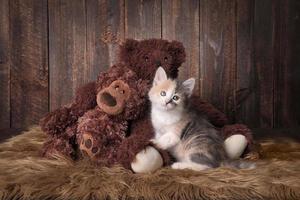 gatinho fofo e adorável foto