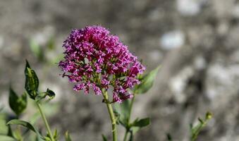 valeriana rubra flor florescendo foto