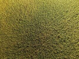 amadurecimento trigo. verde verde trigo é uma topo visualizar. trigo campo foto