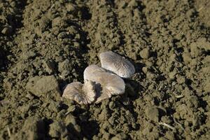 campo champignon. comestível cogumelo. a crescimento do cogumelos dentro a campo foto