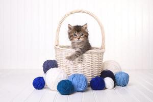gatinho fofo em uma cesta com fio branco