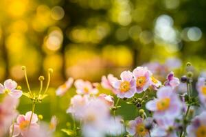 Primavera floresta panorama roxa flores prímulas em uma lindo borrado fundo macro. floral natureza fundo, verão Primavera fundo. tranquilo natureza fechar-se, romântico amor flores foto