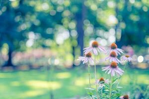 selvagem roxa cosmos flores dentro Prado dentro raios do luz solar em borrado natureza panorama parque fundo com cópia de espaço, suave foco, lindo bokeh. outono flores brilhante folhagem pano de fundo foto