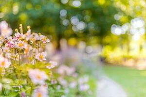 Primavera floresta panorama roxa flores prímulas em uma lindo borrado fundo macro. floral natureza fundo, verão Primavera fundo. tranquilo natureza fechar-se, romântico amor flores foto