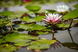 água lírio, lótus flor com borrado botânica jardim visualizar. tropical natureza lago, lago cena, brilhante colorida floral natureza fundo foto