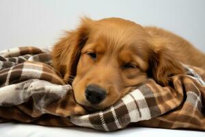 ai gerado fofa dormindo cachorro em uma cobertor sereno e relaxado, animal foto