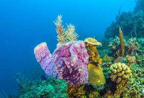 jardim de coral caribenho na costa da ilha de Roatan foto