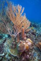 jardim de coral caribenho na costa da ilha de Roatan foto