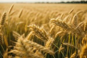 ai gerado uma trigo campo fronteira foto